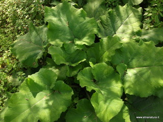 Riserva_naturale_Fiumefreddo - 02-04-2013 11-31-11.JPG